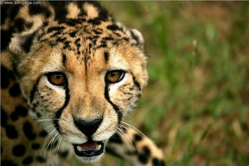 Cheetah in Grass — Brown, Intense, Photograph