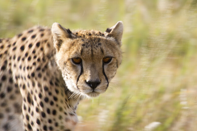 Cheetah in Grass — Brown