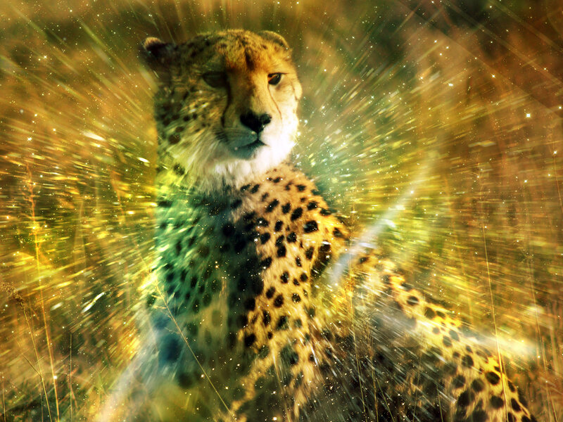 Cheetah in Grass — Gold