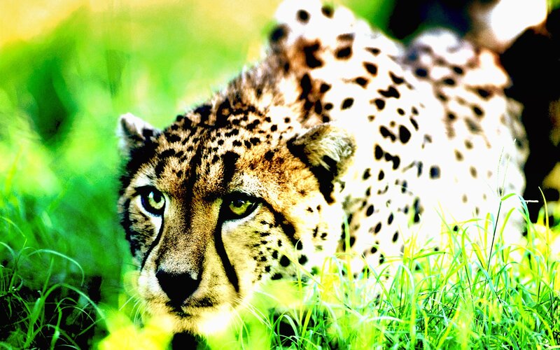 Cheetah in Grass — Green, Alert, Afternoon, Photograph, Yellow