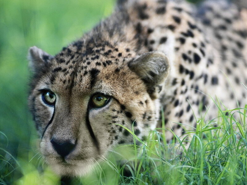 Cheetah in Grass — Green, Alert, Afternoon