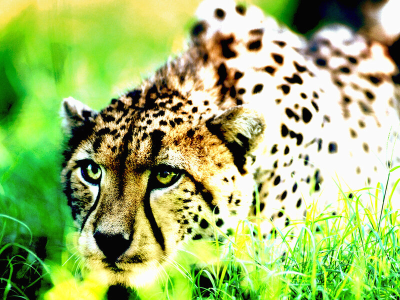 Cheetah in Grass — Green, Alert, Photograph