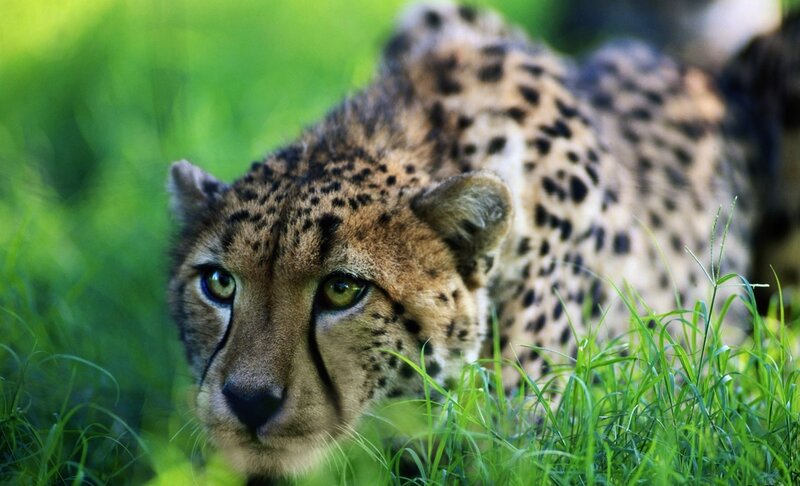 Cheetah in Grass — Green, Alert