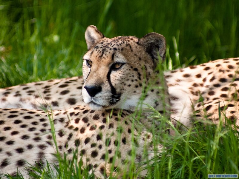 Cheetah in Grass — Green, Calm, Afternoon