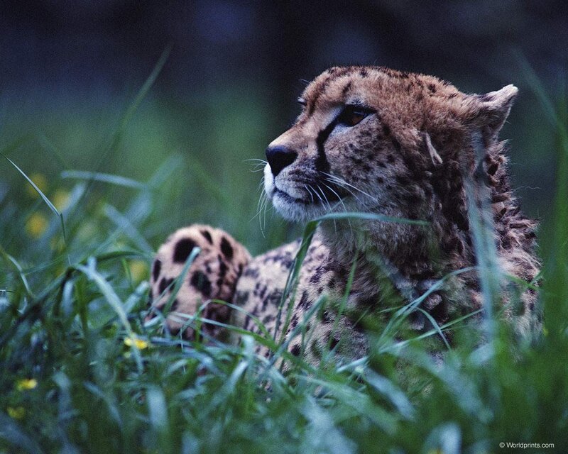 Cheetah in Grass — Green, Calm, Night