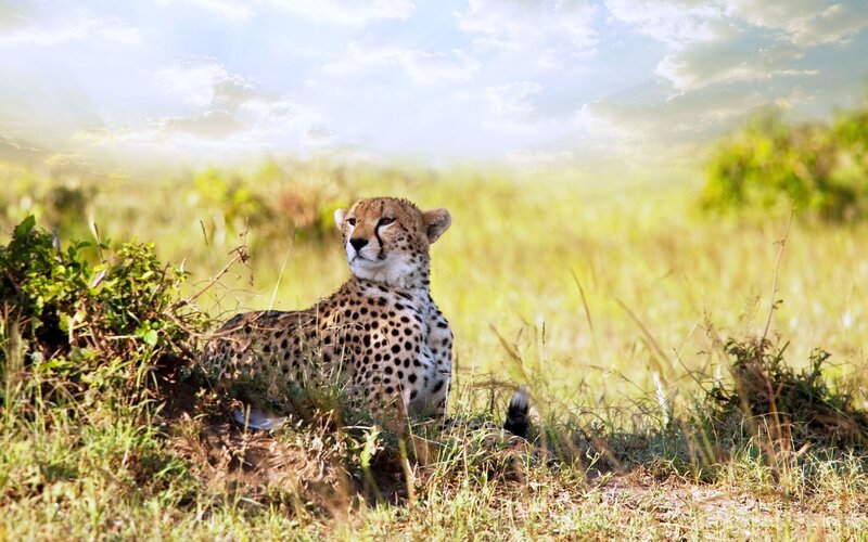 Cheetah in Grass — Green, Serene, Afternoon
