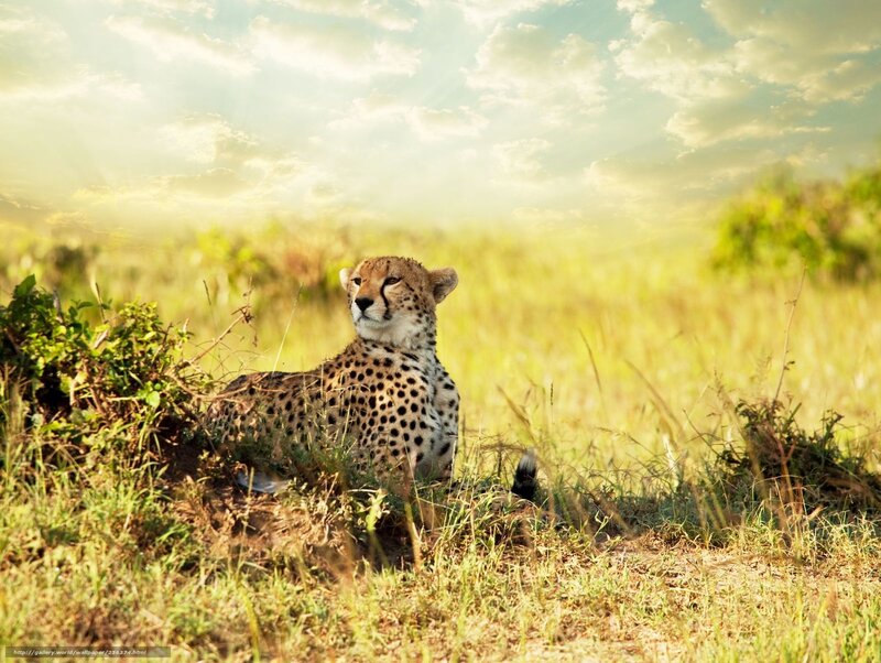 Cheetah in Grass — Green, Serene