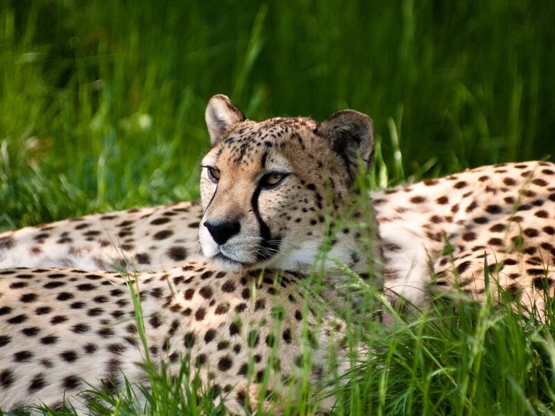 Cheetah in Grass — Green