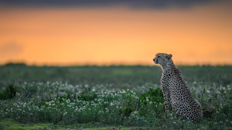 Cheetah in Grass — Orange, Serene