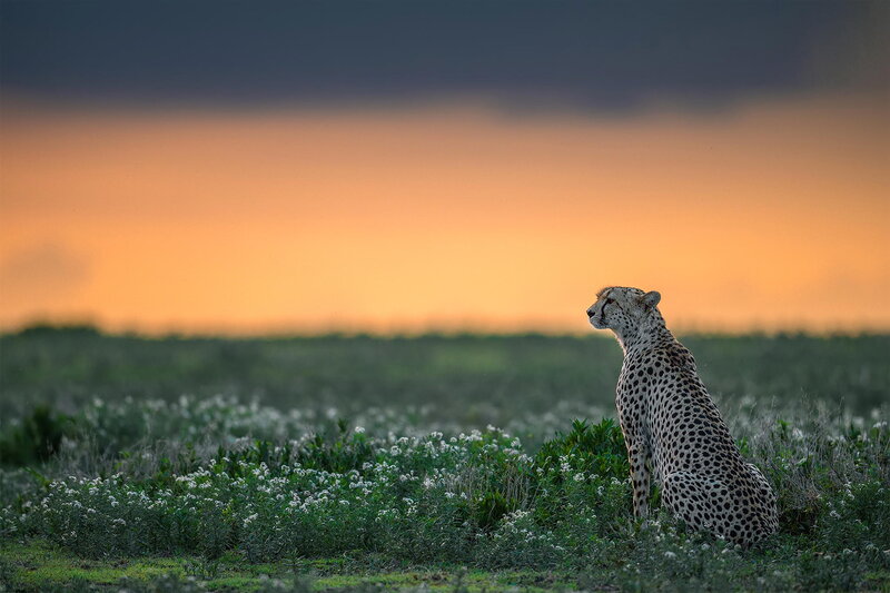 Cheetah in Grass — Orange