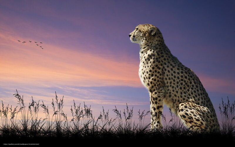 Cheetah in Grass — Purple, Serene, Sunset, Photograph