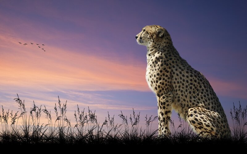 Cheetah in Grass — Purple, Serene, Sunset