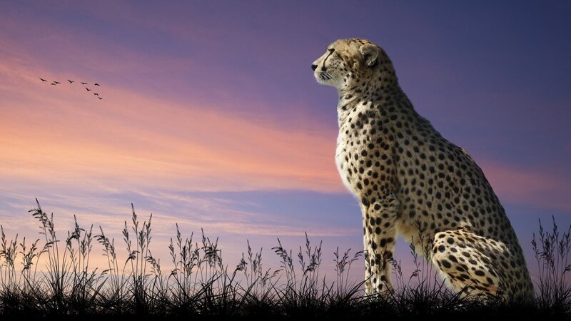 Cheetah in Grass — Purple, Serene