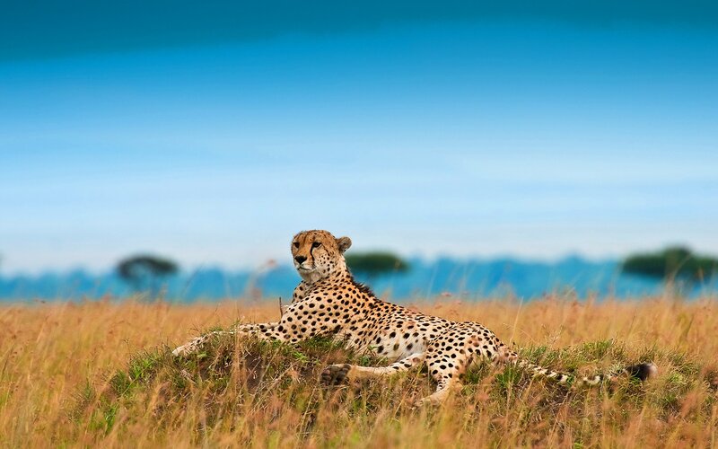 Cheetah in Grass — Sky