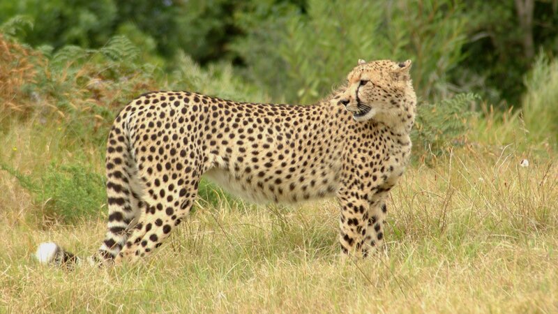 Cheetah in Grass — Tan, Alert