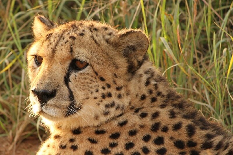 Cheetah in Grass — Tan, Calm