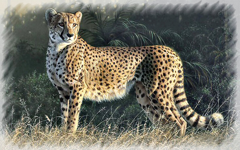 Cheetah in Grass — Tan
