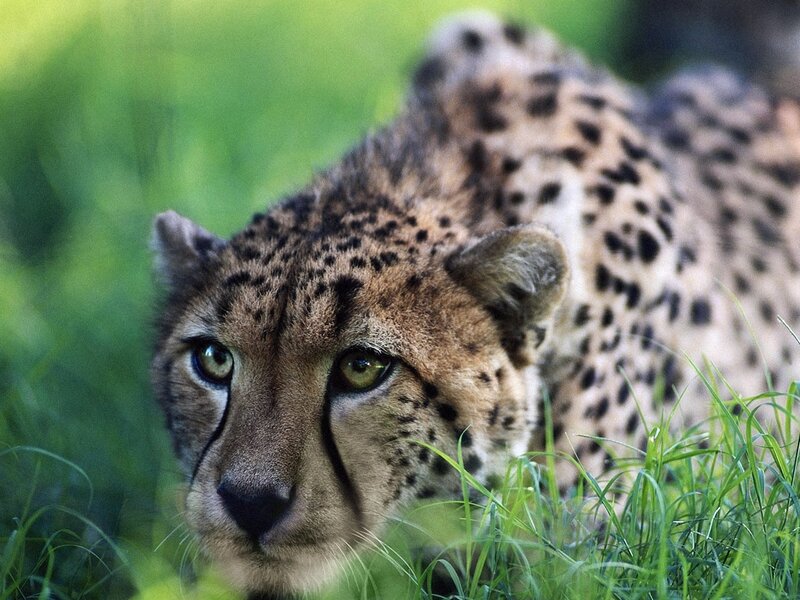 Cheetah in Grass