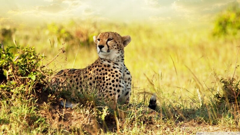 Cheetah in Grass — Yellow, Calm, Afternoon