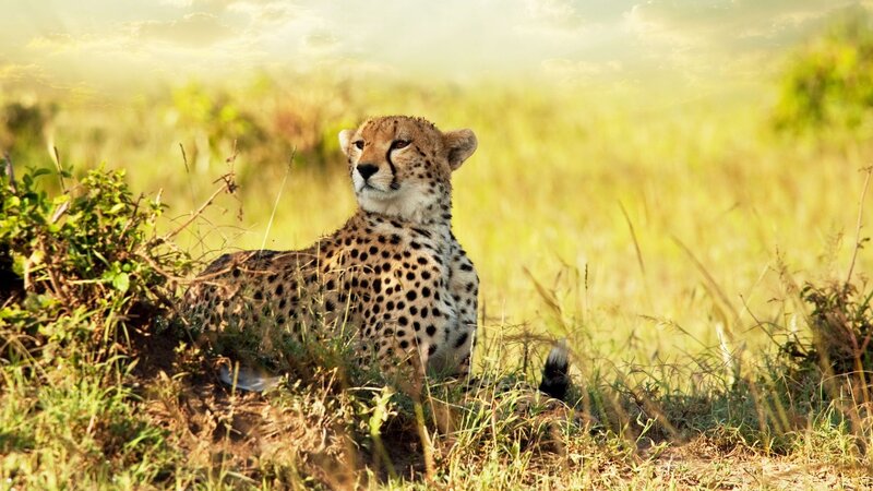 Cheetah in Grass — Yellow, Calm