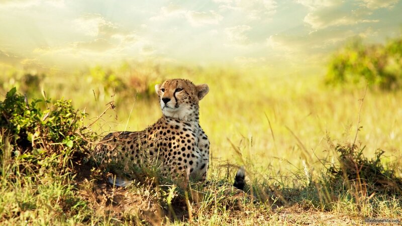 Cheetah in Grass — Yellow, Serene, Afternoon