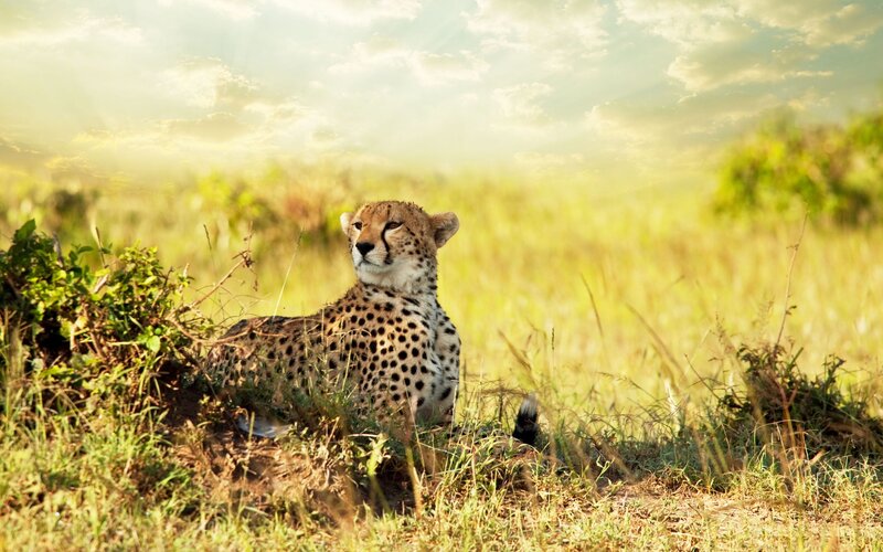 Cheetah in Grass — Yellow, Serene