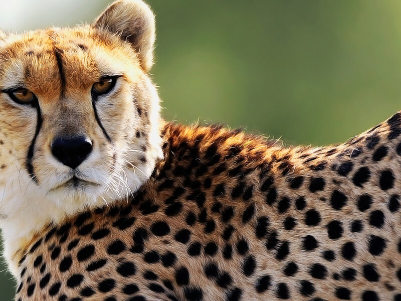 Cheetah in Grassland — Brown