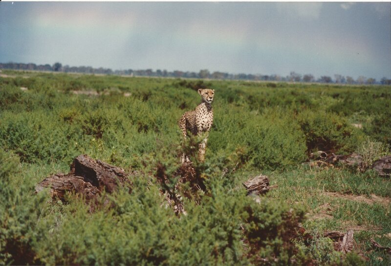 Cheetah in Grassland — Green