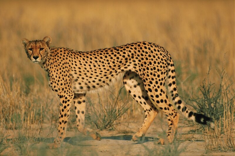 Cheetah in Grassland — Tan, Alert