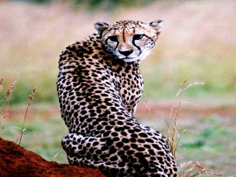 Cheetah in Grassland