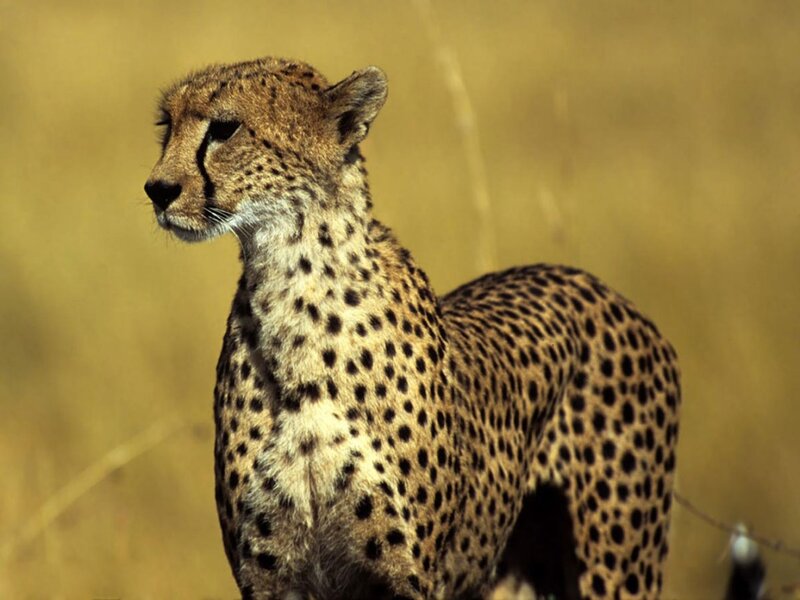 Cheetah in Grassland — Yellow
