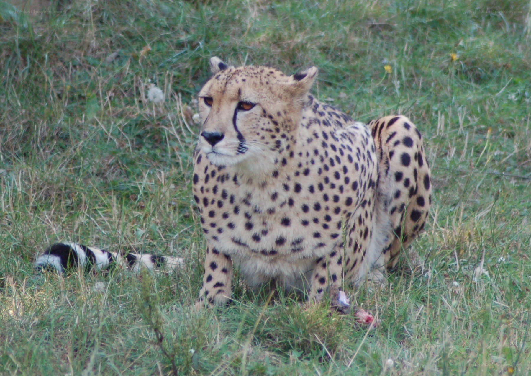 Cheetah in grassy field