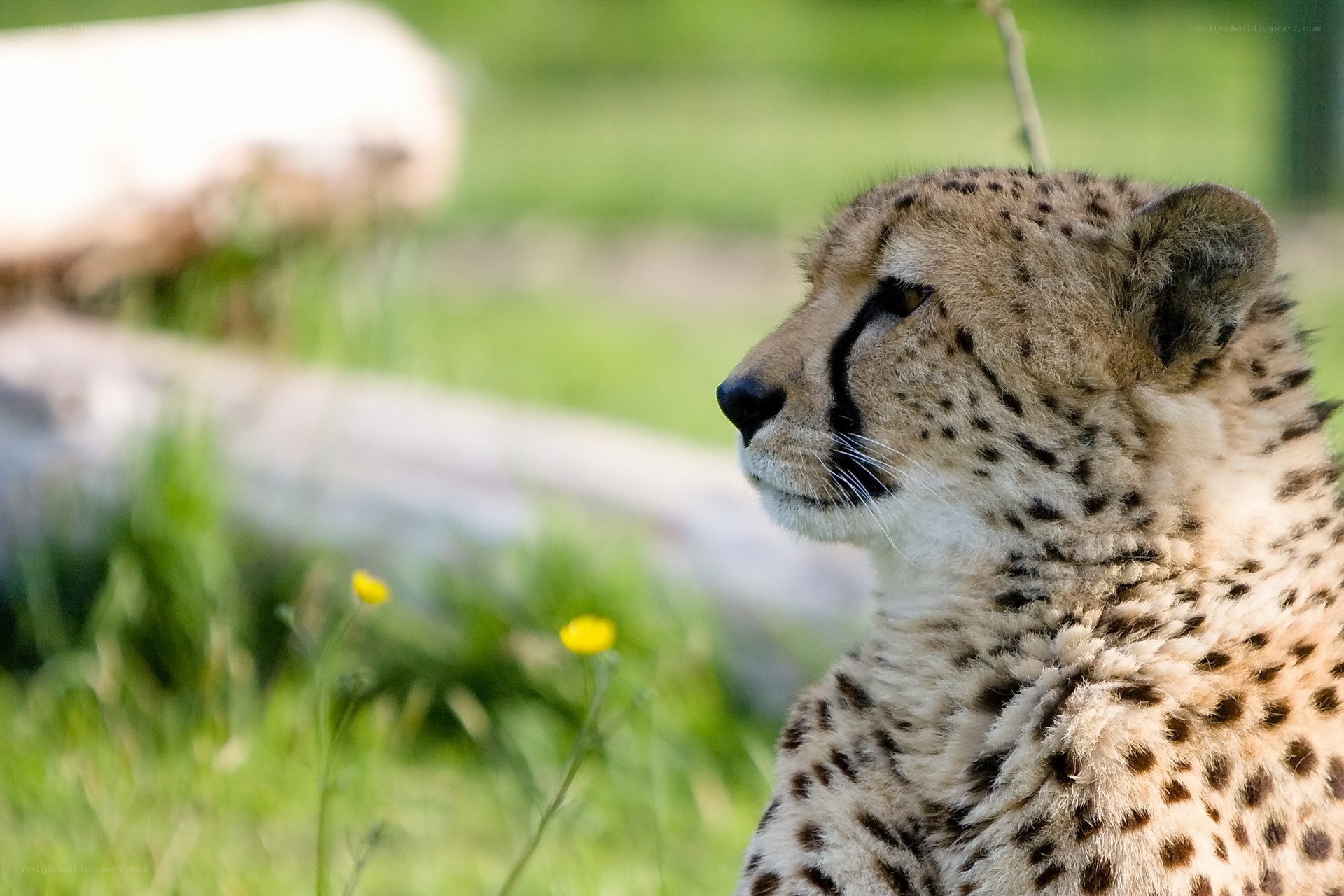 cheetah in grassy field