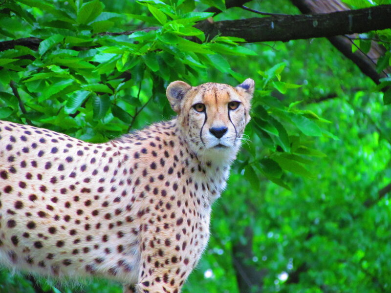 Cheetah in Green Foliage