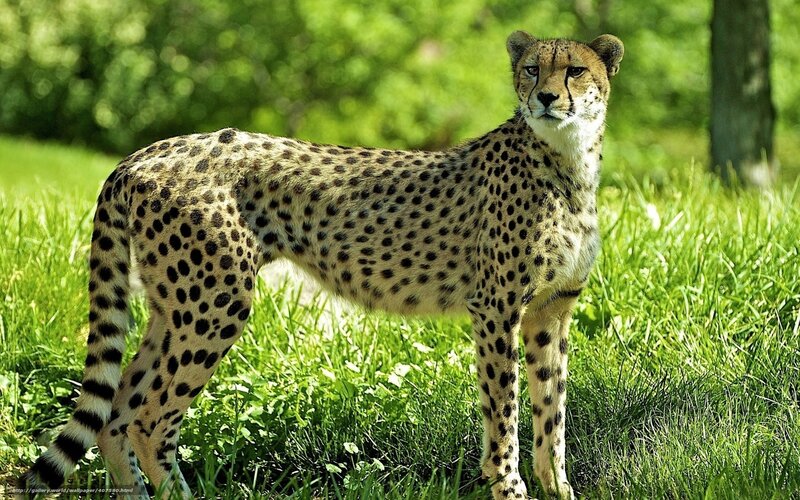 cheetah in green grass
