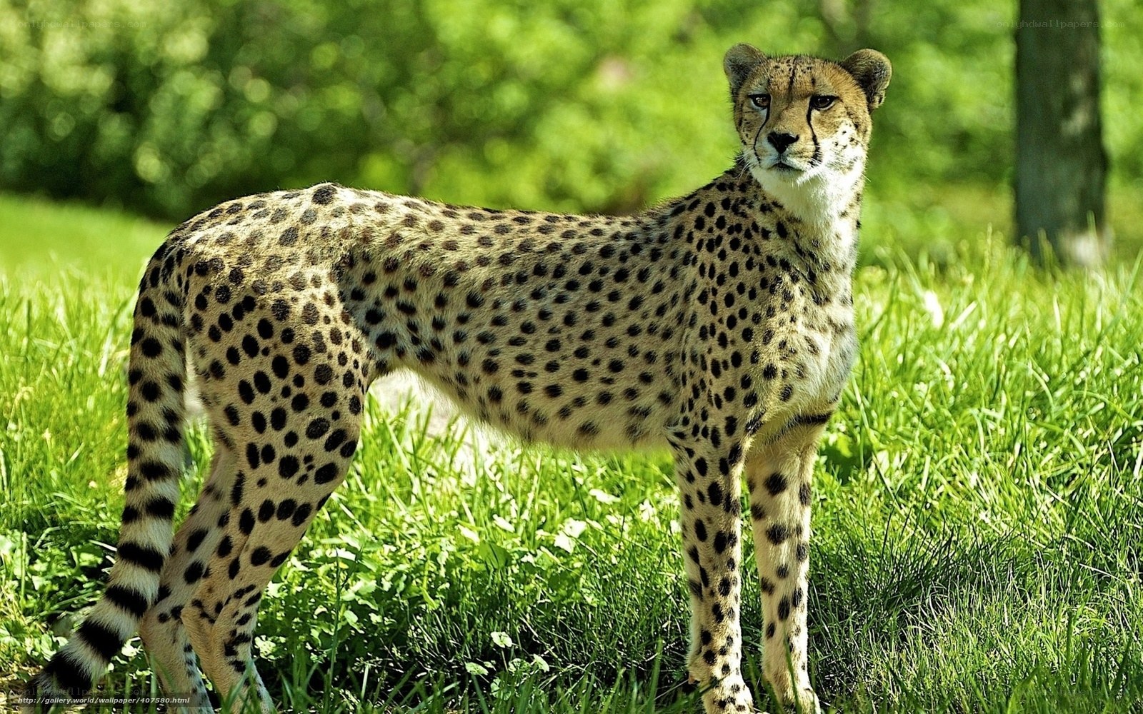 cheetah in green grass