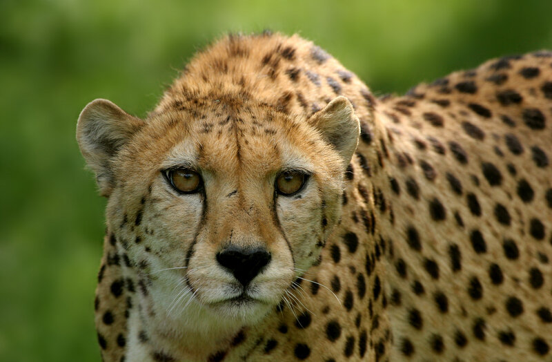 Cheetah in Green