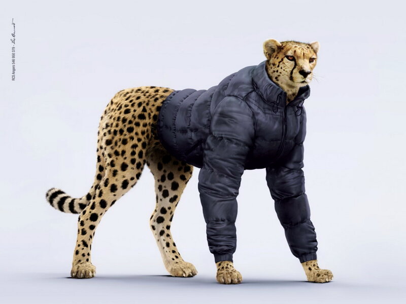 Cheetah in Jacket