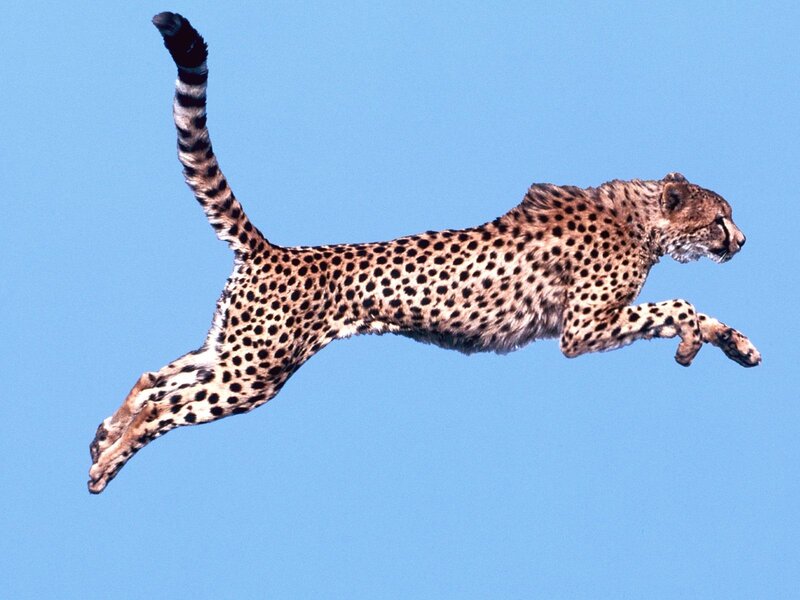 Cheetah in mid-leap