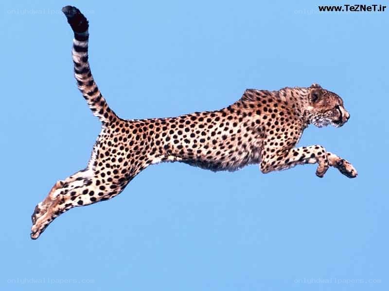 Cheetah in mid-leap
