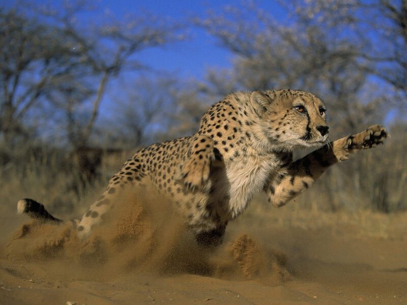 Cheetah in mid-leap