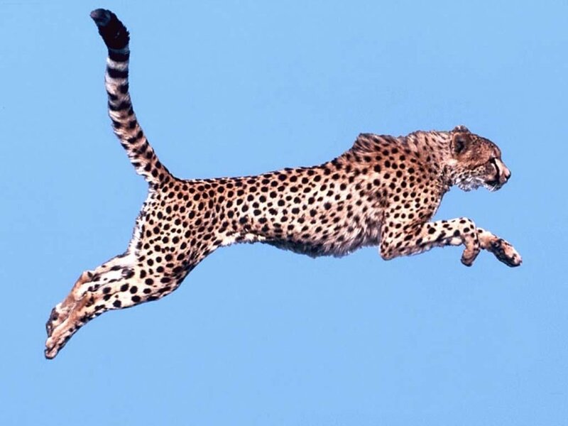 Cheetah in Mid-leap — Blue, Dynamic