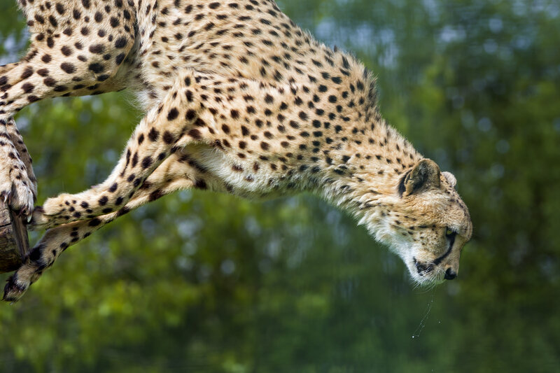 Cheetah in Mid-leap — Green