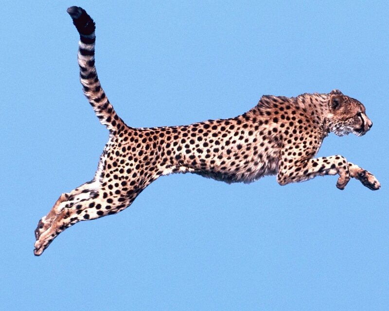 cheetah in mid-leap