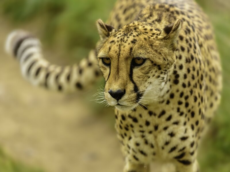 Cheetah in Motion — Tan