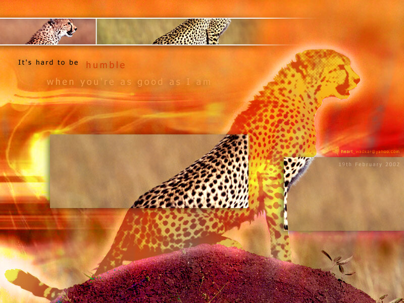 Cheetah in Motion
