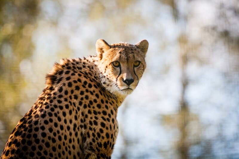 Cheetah in natural habitat
