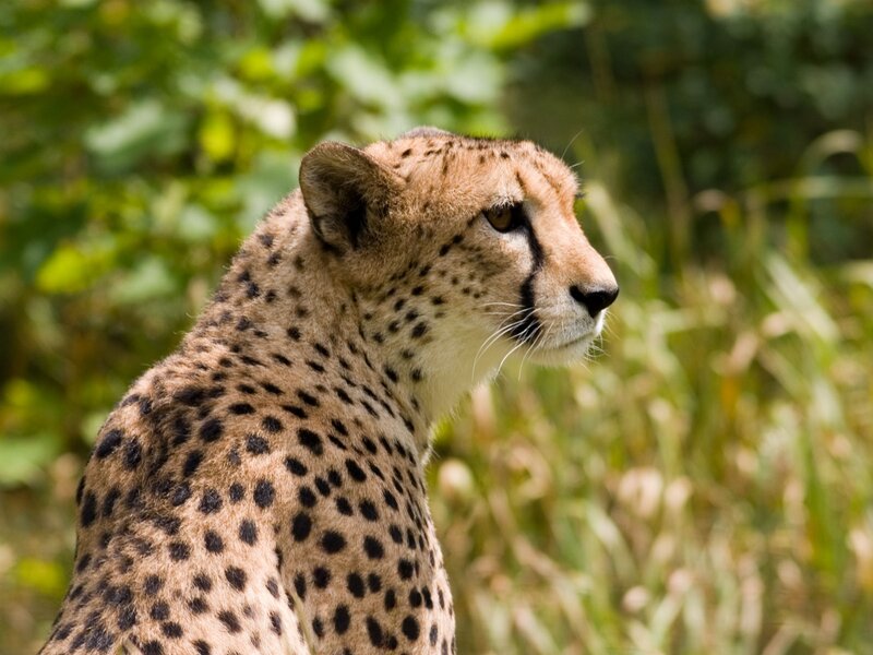 Cheetah in natural habitat