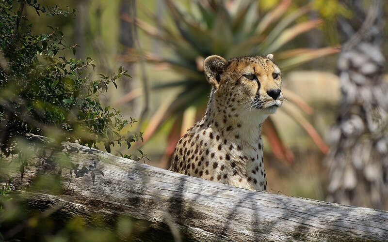 Cheetah in natural habitat