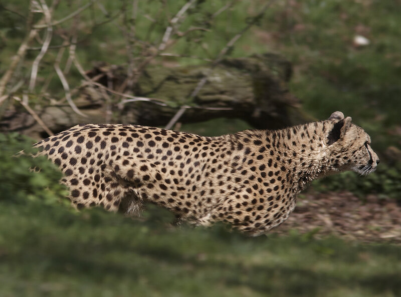 Cheetah in natural habitat